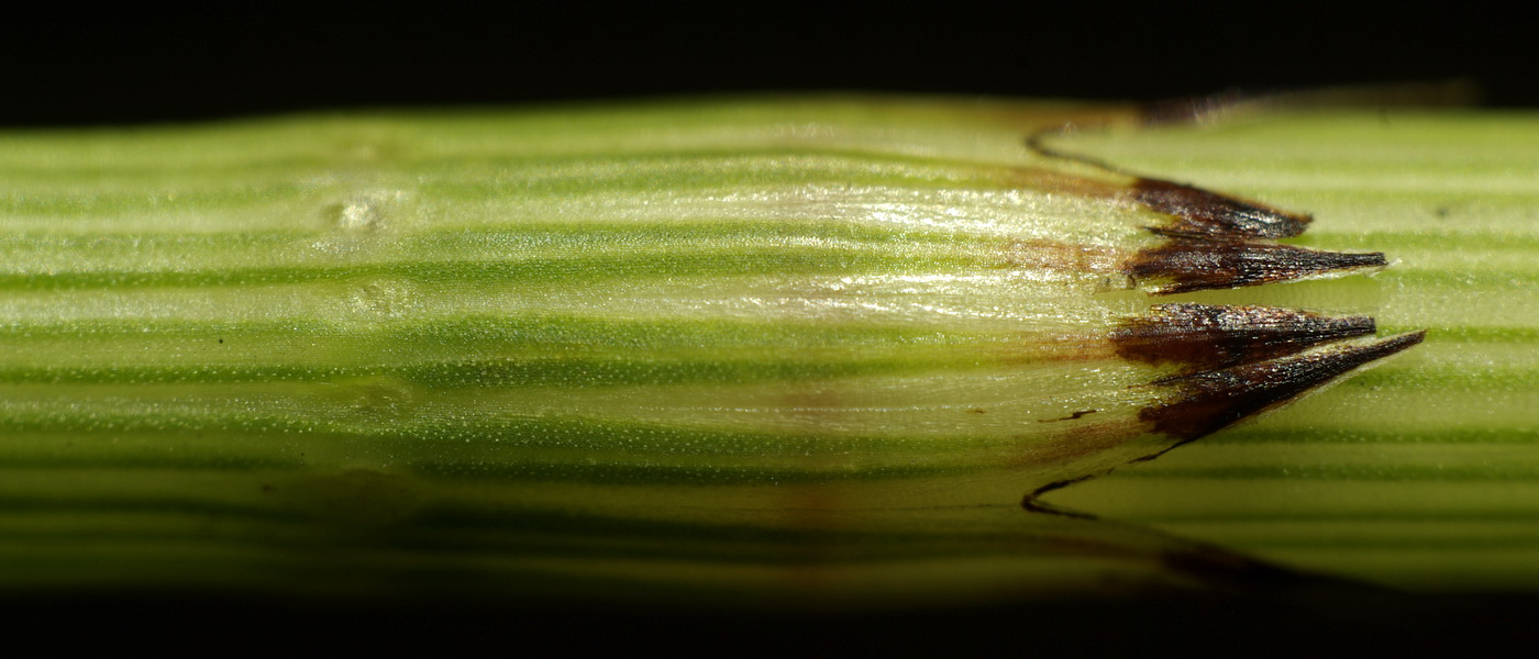 Image of Equisetum &times; litorale specimen.