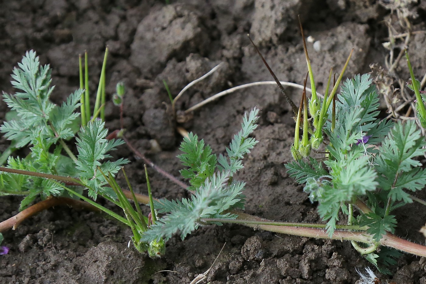 Изображение особи Erodium cicutarium.