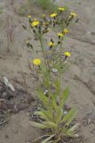 Picris kamtschatica