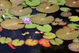 Nymphaea odorata