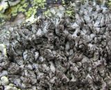 Physcia dubia