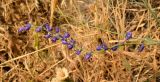 Delphinium peregrinum