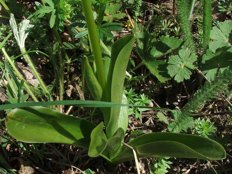 Изображение особи Orchis pallens.