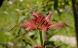 Monarda didyma