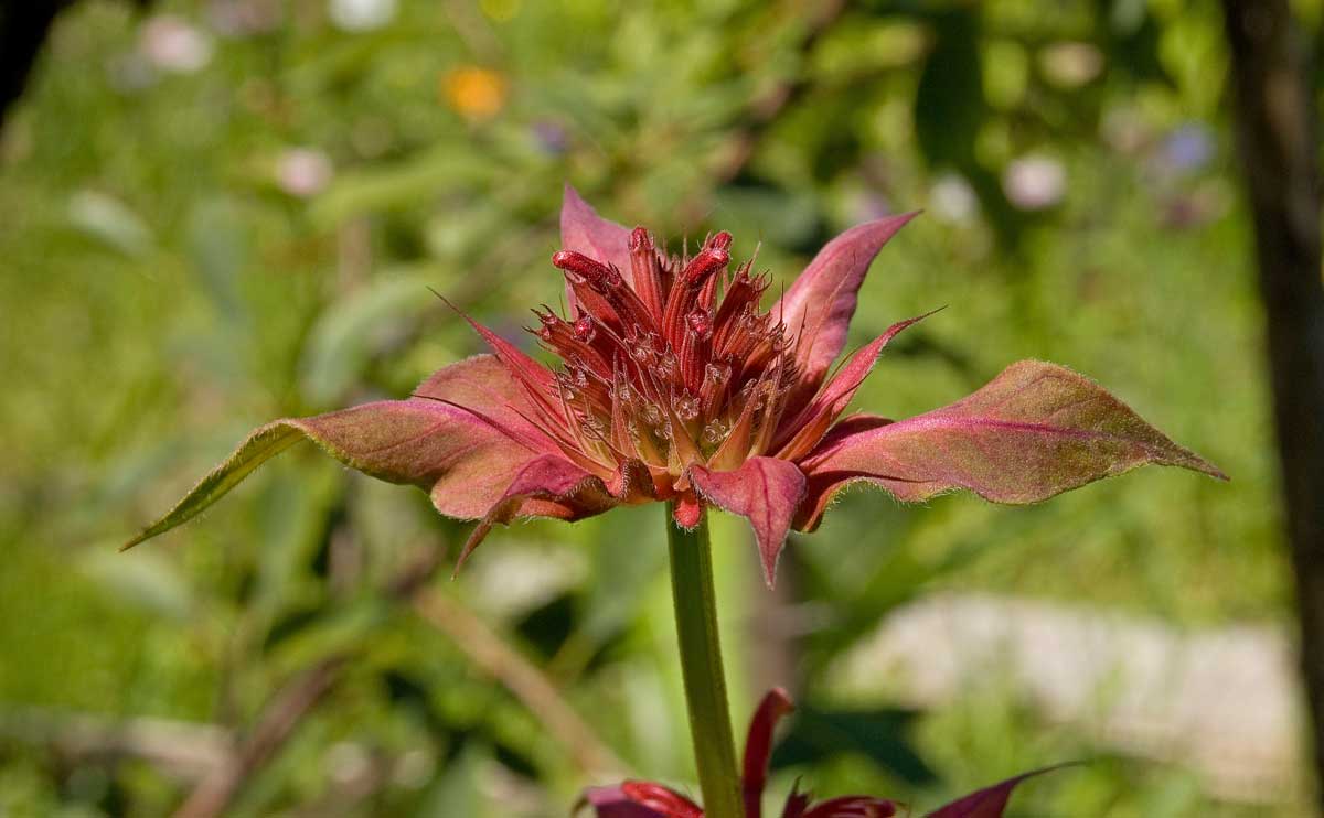 Изображение особи Monarda didyma.