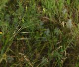 genus Stipa. Соцветие. Восточный Казахстан, г. Усть-Каменогорск, правый берег р. Иртыш, луг. 13.07.2017.
