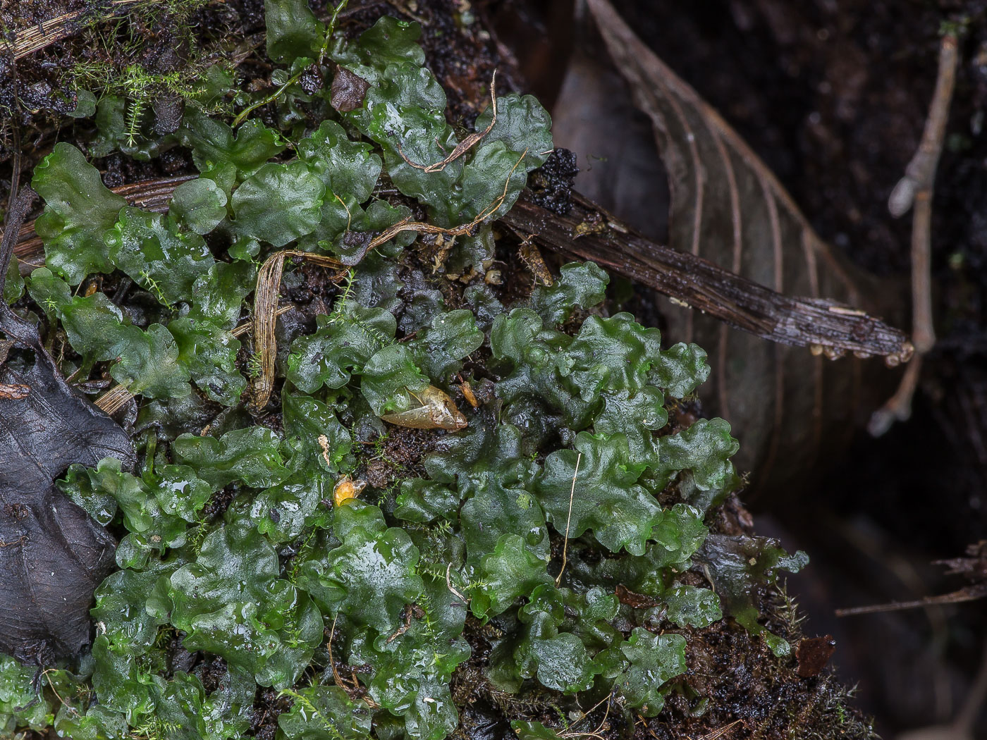 Image of Pellia neesiana specimen.