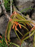 Aloe inyangensis