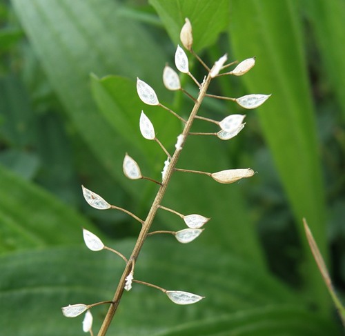 Image of Microthlaspi perfoliatum specimen.