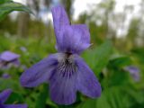 Viola reichenbachiana. Цветок. Беларусь, Гродненская обл., Новогрудский р-н, Кошелевский сельсовет, окр. дер. Попковичи, дендропарк Новогрудского лесхоза, вырубка в ельнике зеленчуковом. 02.05.2014.