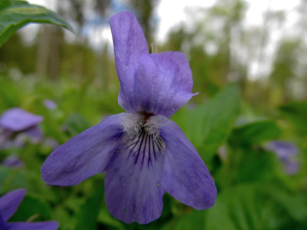 Image of Viola reichenbachiana specimen.