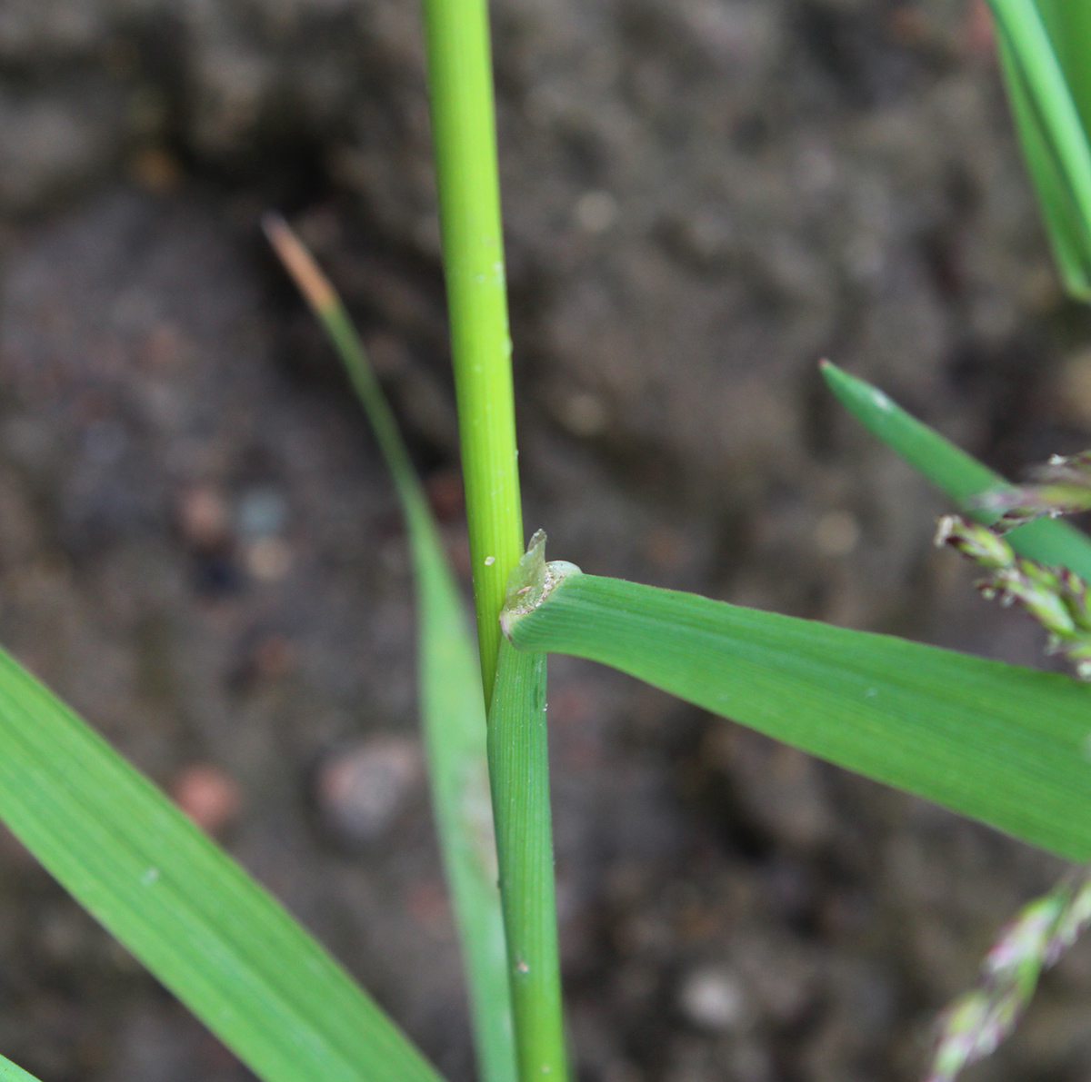 Image of Agrostis gigantea specimen.