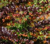 Berberis thunbergii