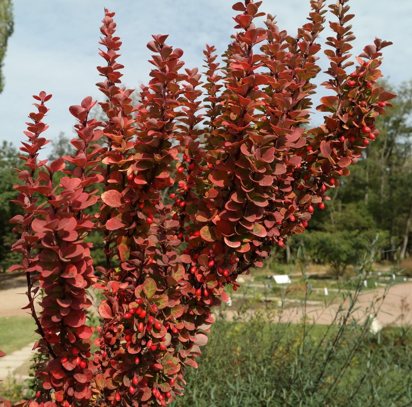 Изображение особи Berberis thunbergii.