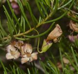 Eremophila alternifolia