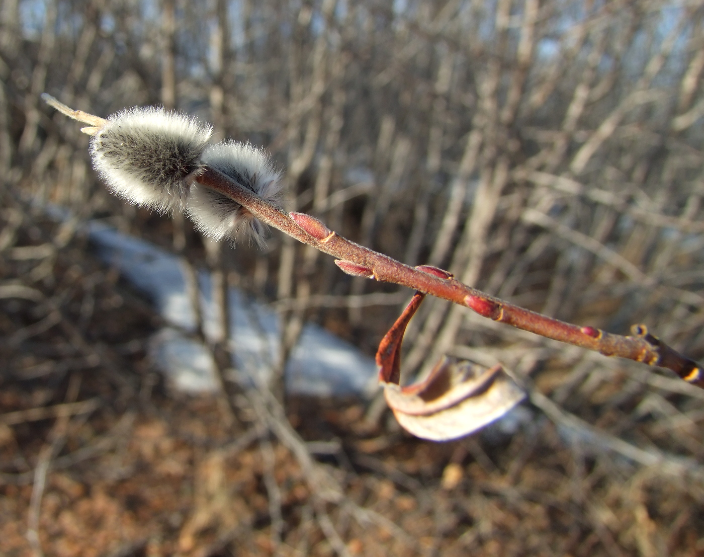 Изображение особи Salix schwerinii.