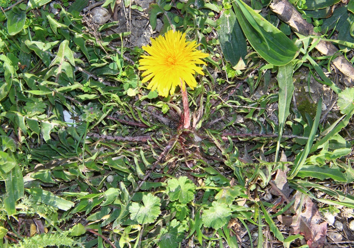 Изображение особи род Taraxacum.