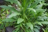 Cynoglossum officinale