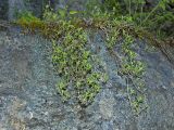 genus Thymus. Вегетирующие растения. Башкортостан, Мелеузовский р-н, национальный парк «Башкирия», долина р. Нугуш, устье р. Куперля, правый берег, скальник около водопада на р. Куперля. 11 июня 2018 г.