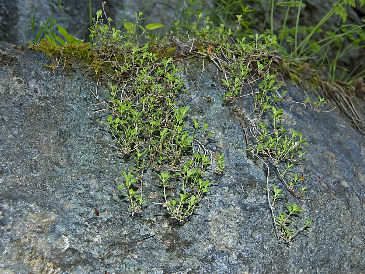 Изображение особи род Thymus.