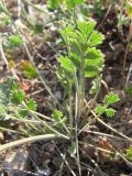 Pimpinella tragium