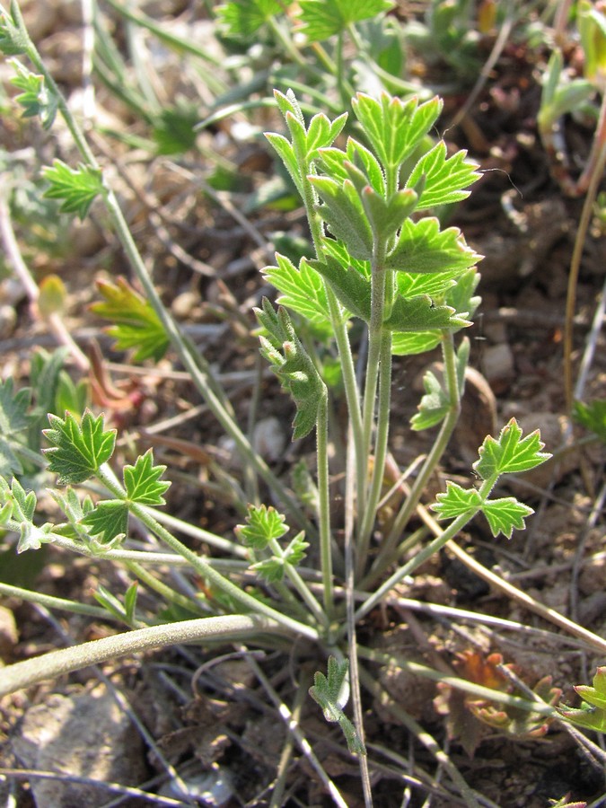 Изображение особи Pimpinella tragium.