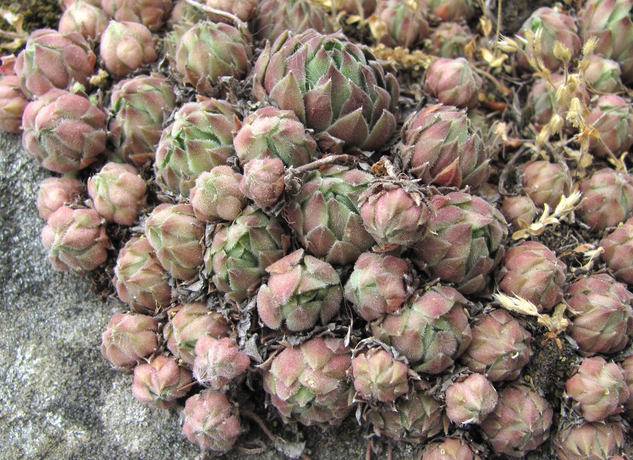 Image of Sempervivum pumilum specimen.