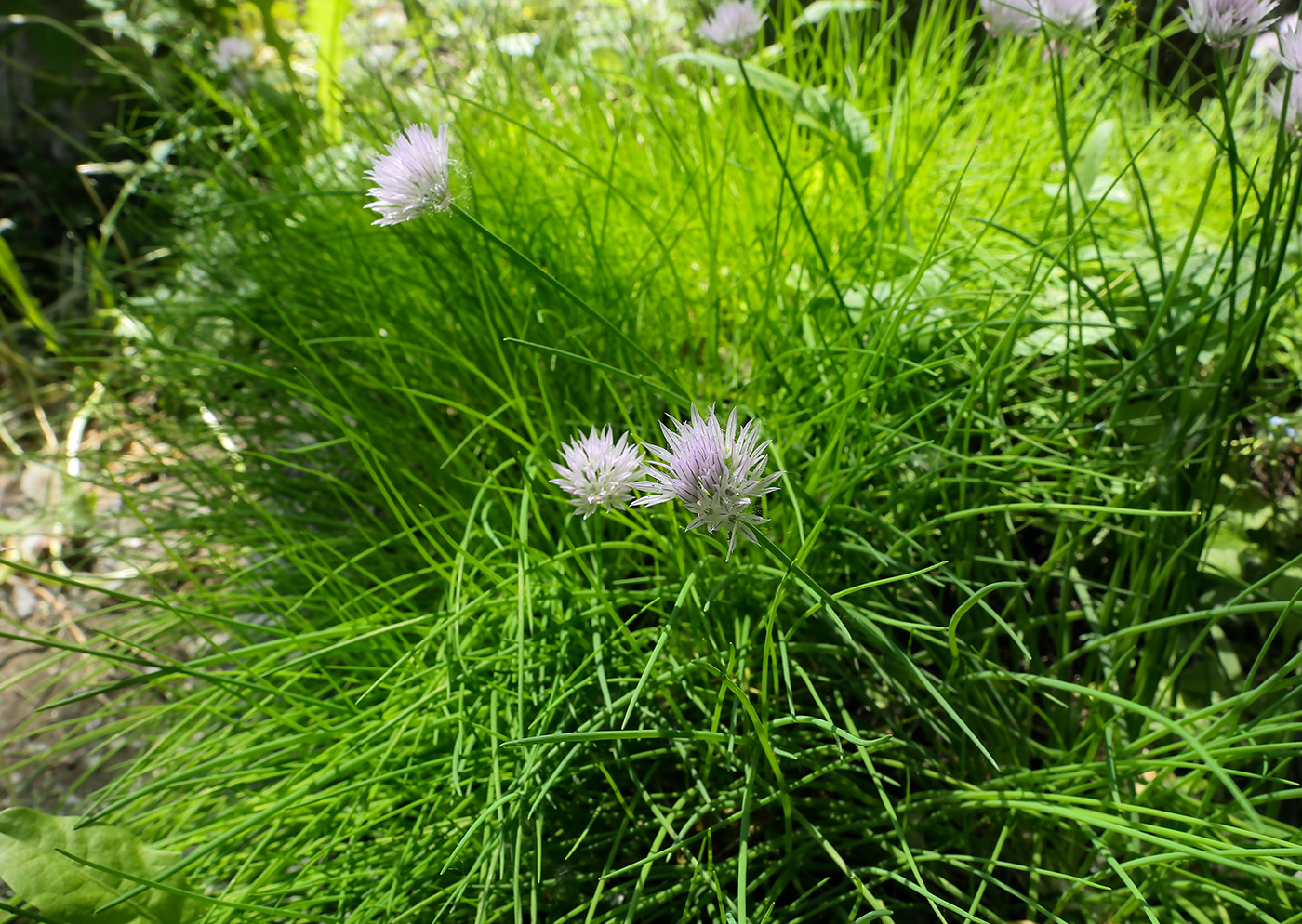 Image of Allium schoenoprasum specimen.