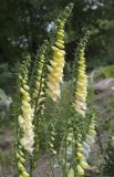 Digitalis grandiflora. Соцветия. Костромская обл., Судиславский р-н, дер. Антипино, в культуре. 01.07.2018.