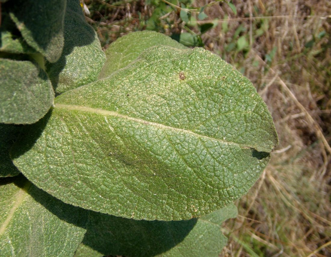 Изображение особи род Verbascum.