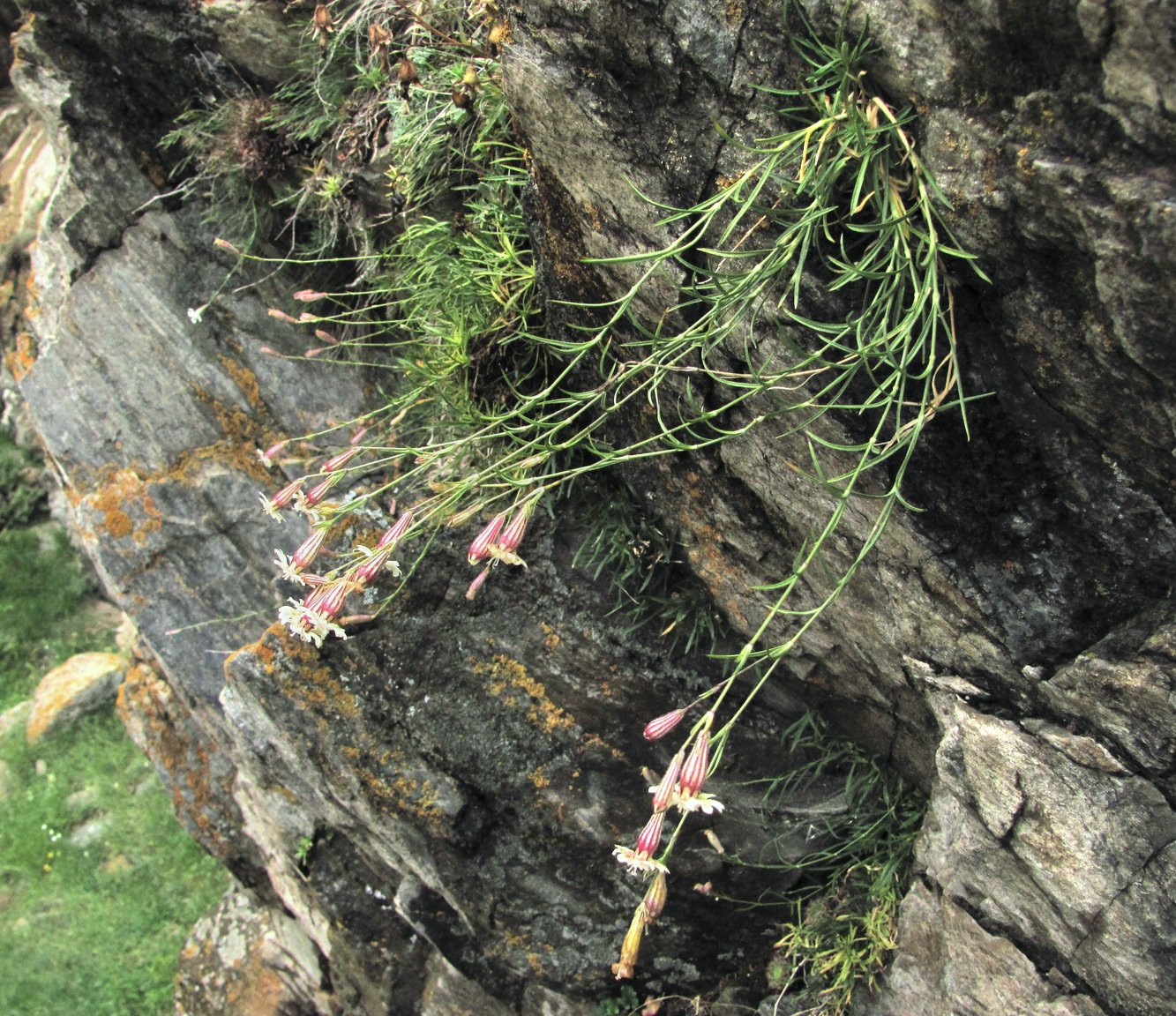 Изображение особи Silene linearifolia.