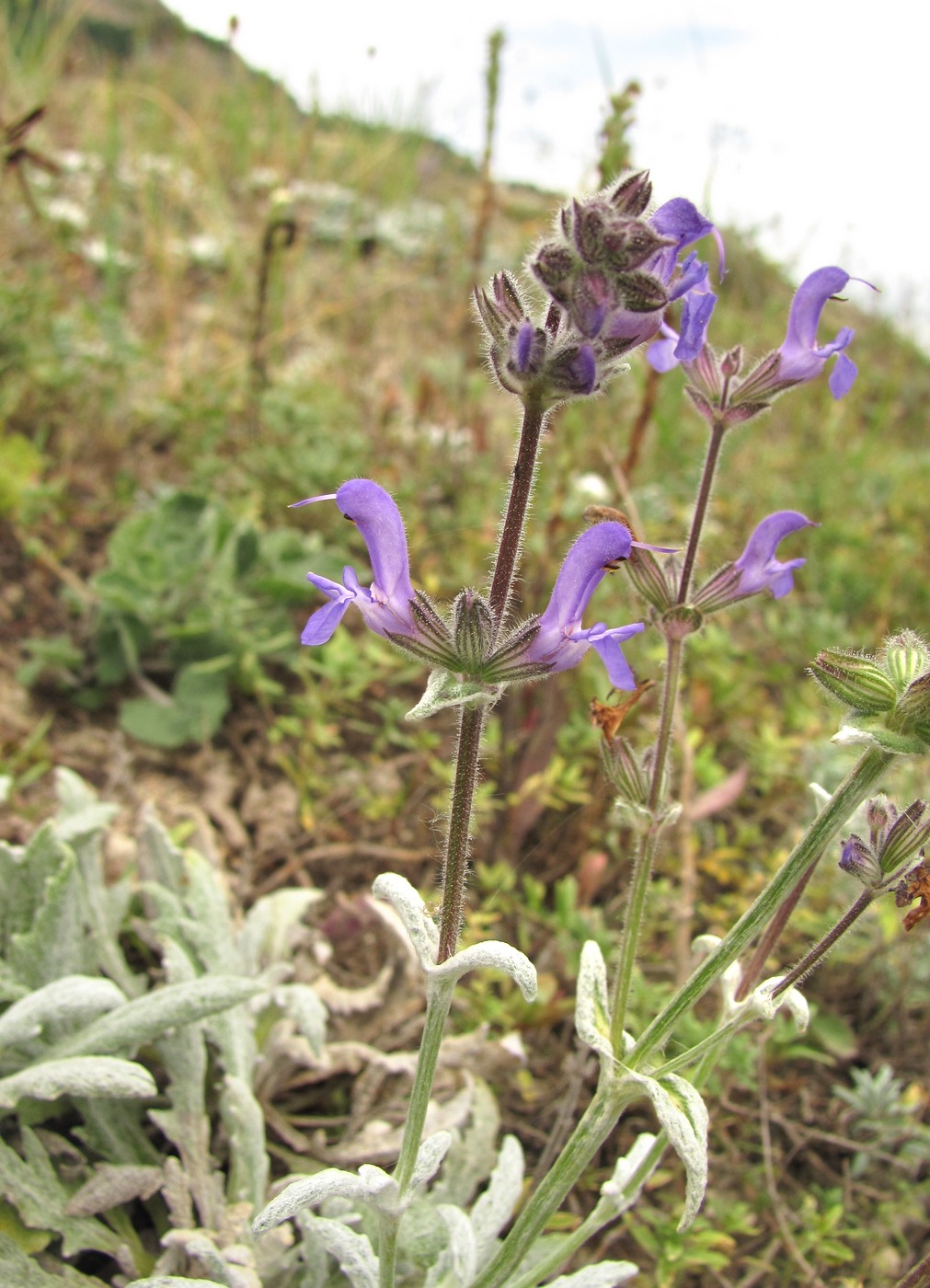 Изображение особи Salvia canescens.