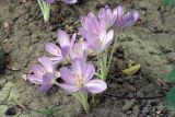 род Colchicum. Цветущие растения. Узбекистан, г. Ташкент, Ботанический сад им. Ф.Н. Русанова. 02.09.2018.