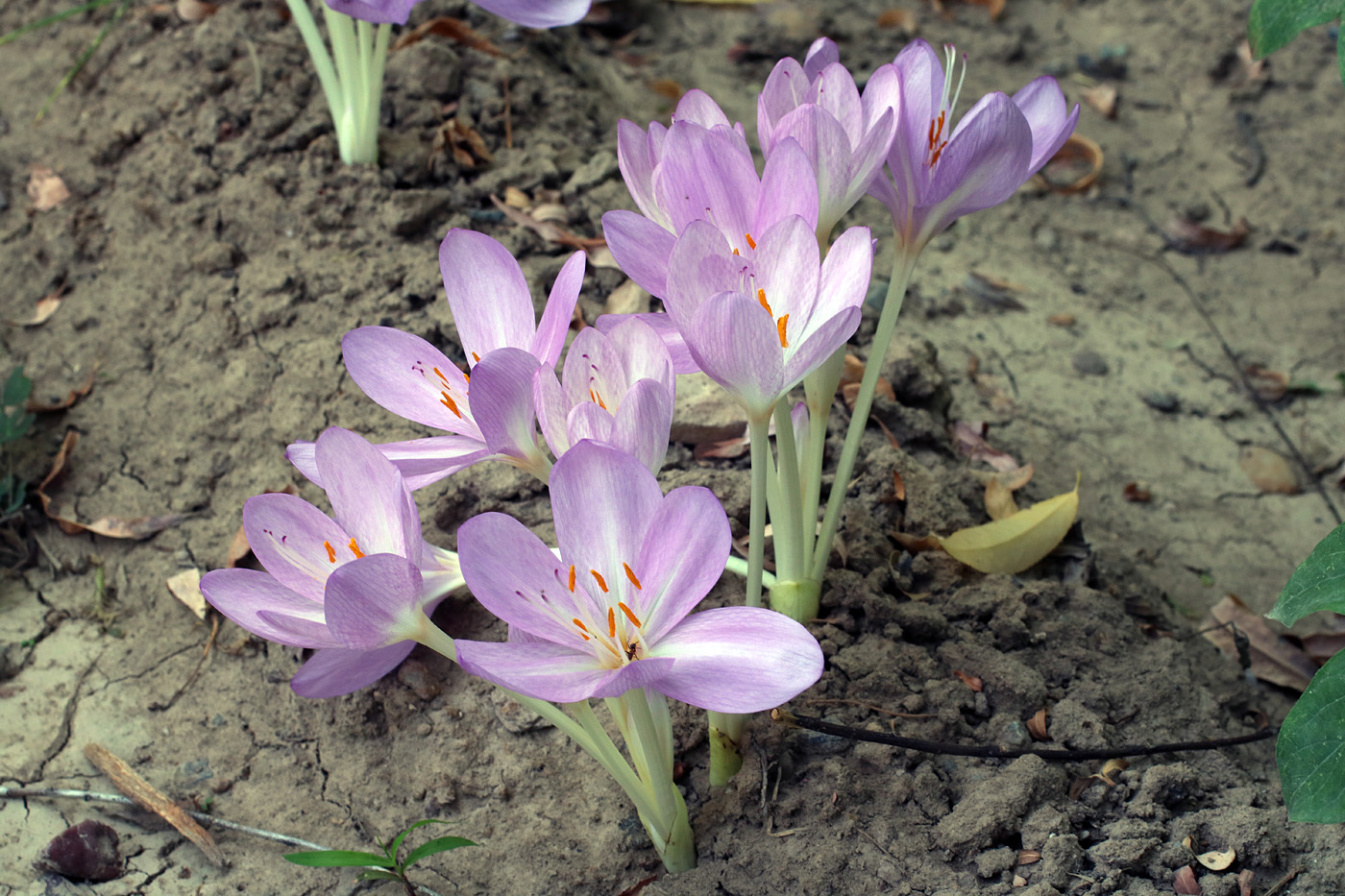 Изображение особи род Colchicum.