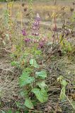 Salvia verticillata