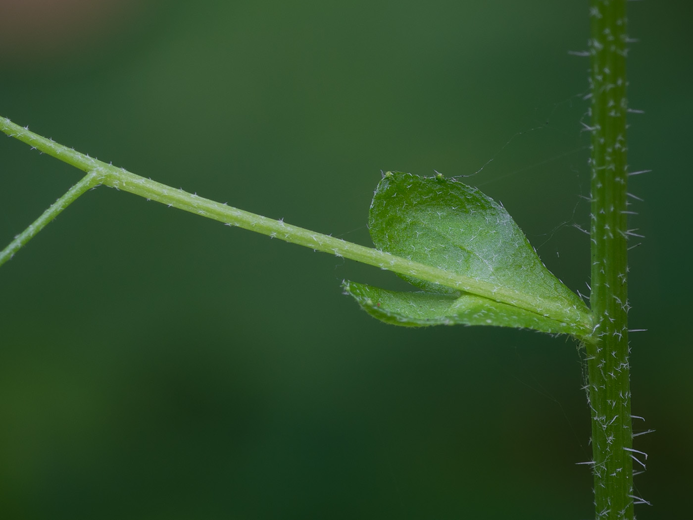 Изображение особи Arabis pendula.