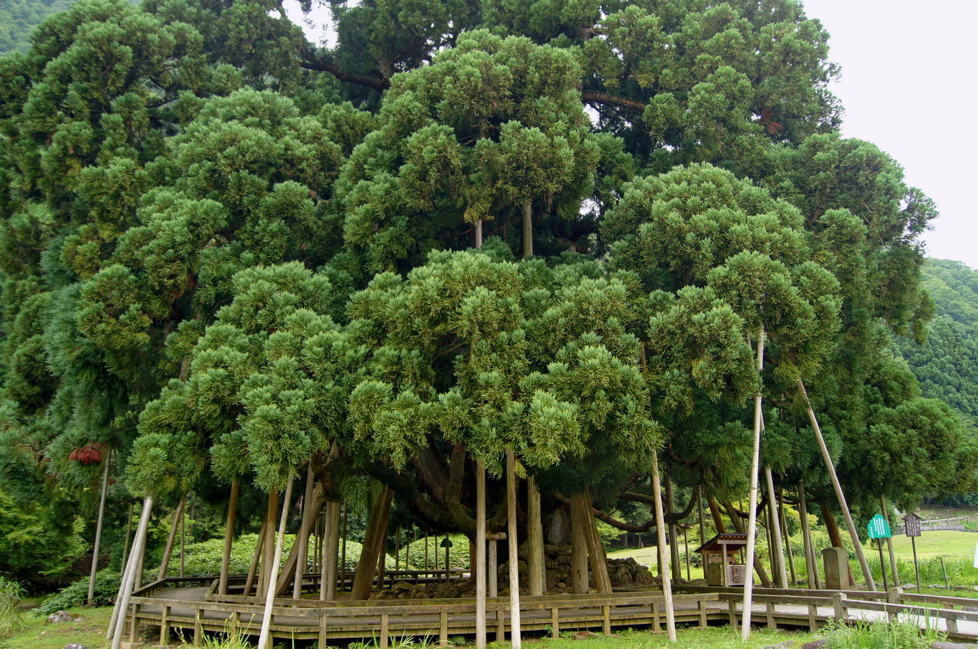 Изображение особи Cryptomeria japonica.