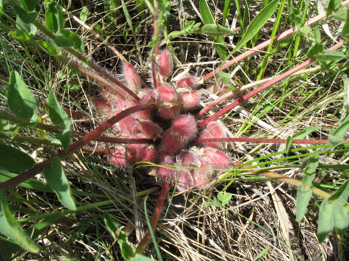 Изображение особи Astragalus schanginianus.