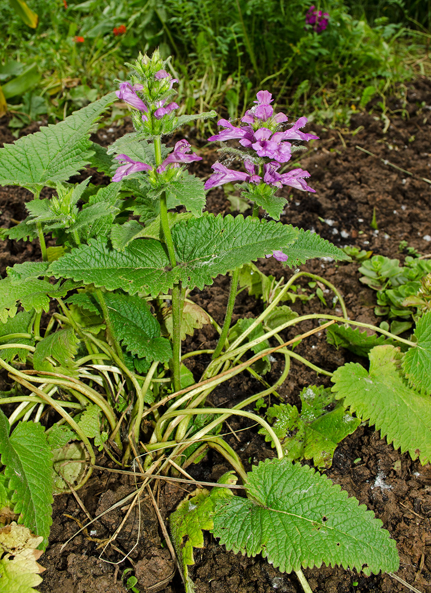 Изображение особи Betonica macrantha.