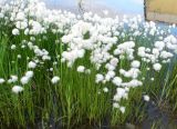 Eriophorum scheuchzeri