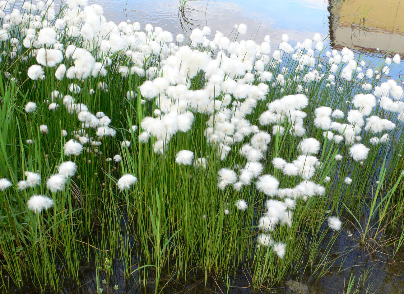 Изображение особи Eriophorum scheuchzeri.