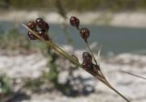 Juncus compressus. Верхушка побега с соплодиями. Краснодарский край, м/о город-курорт Геленджик, окр. пос. Светлый, щель Церковная, обсохшее дно обмелевшего водохранилища. 14.10.2018.