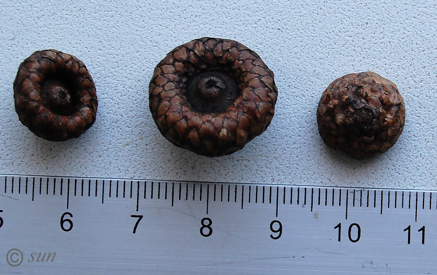 Image of Quercus rubra specimen.