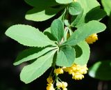 Berberis vulgaris. Листья и основание соцветия. Восточный Казахстан, г. Усть-Каменогорск, парк Жастар, в культуре. 04.06.2018.