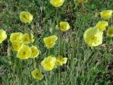 Papaver nudicaule