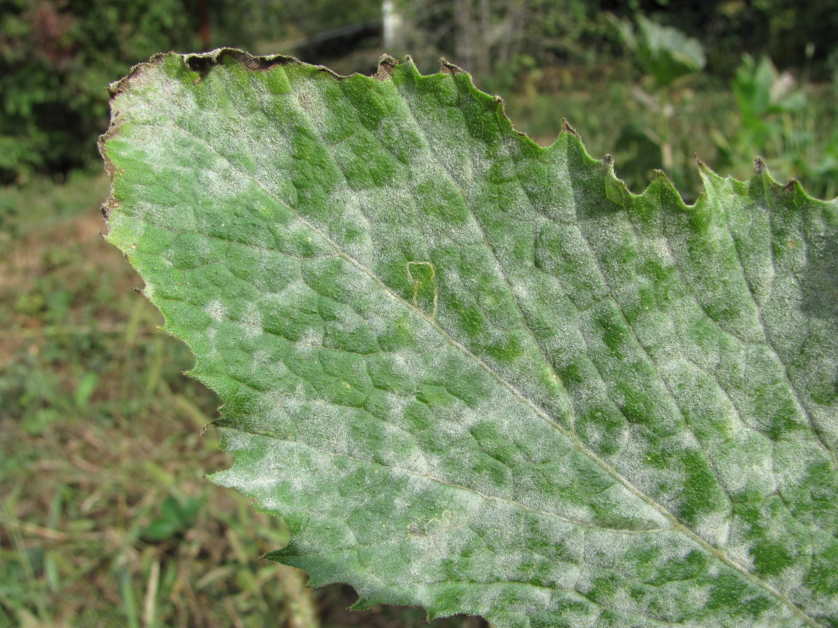 Image of Cucurbita pepo specimen.