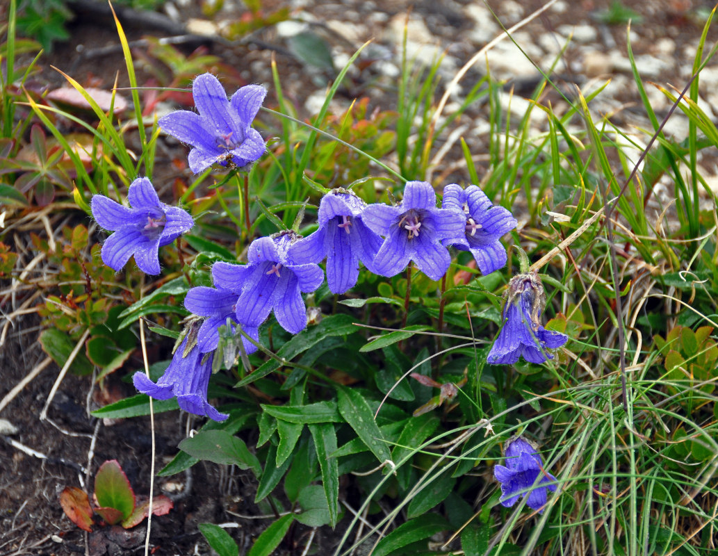 Изображение особи Campanula dasyantha.