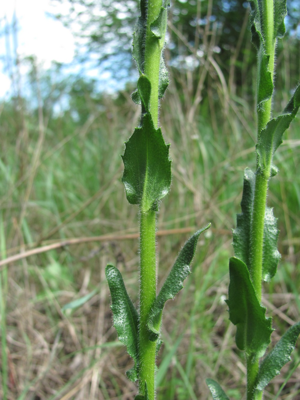 Image of Arabis sagittata specimen.