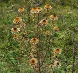 Carlina intermedia. Верхушкa плодоносящего растения. Ставропольский край, окр. г. Кисловодск, Берёзовское ущелье, луг на склоне ущелья. 15.09.2018.