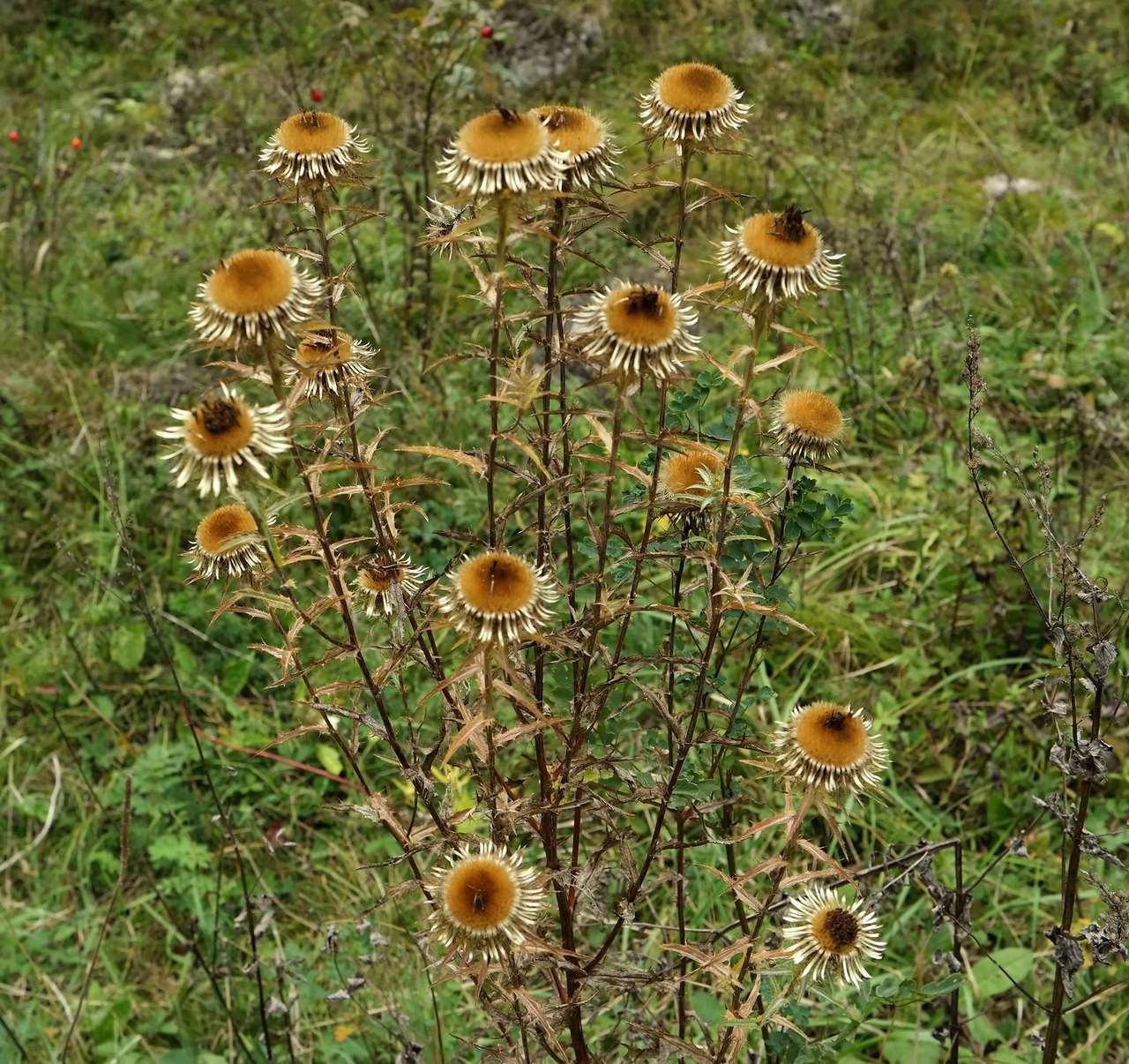 Изображение особи Carlina intermedia.